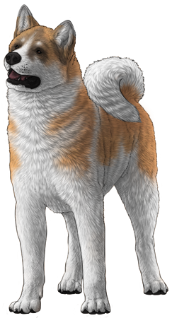 Akita