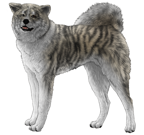 Akita Inu
