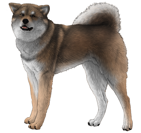 Akita Inu