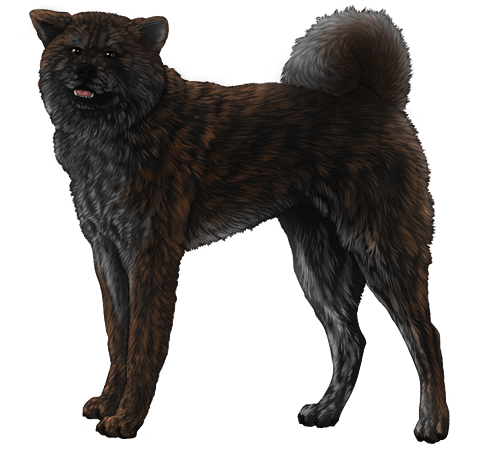Akita Inu