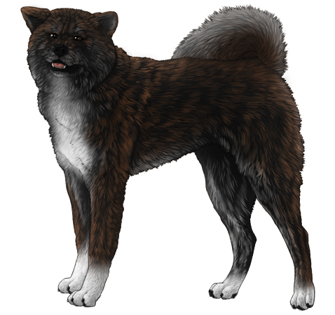Akita Inu