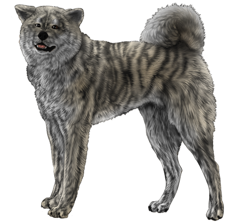 Akita Inu
