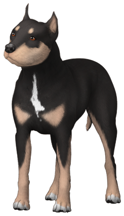 American Pit Bull Terrier