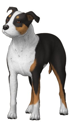 American Pit Bull Terrier