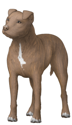 American Pit Bull Terrier