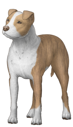 American Pit Bull Terrier