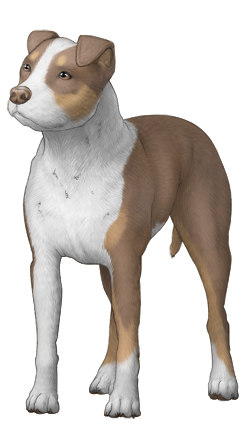 American Pit Bull Terrier