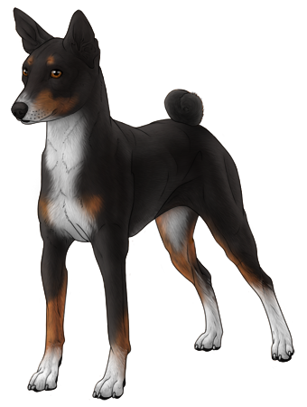 Basenji