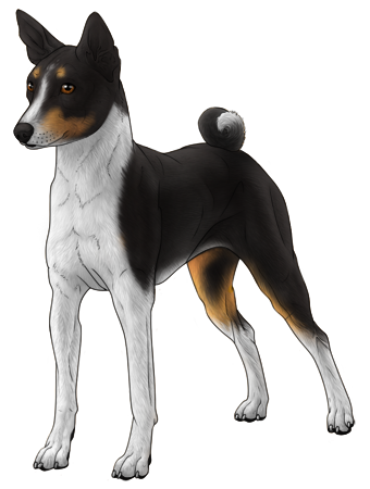 Basenji