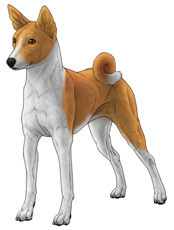 Basenji