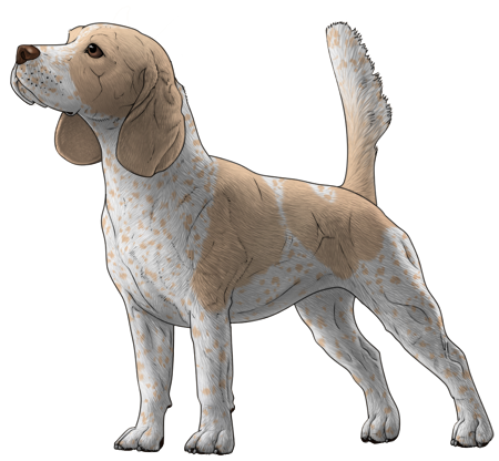 Beagle