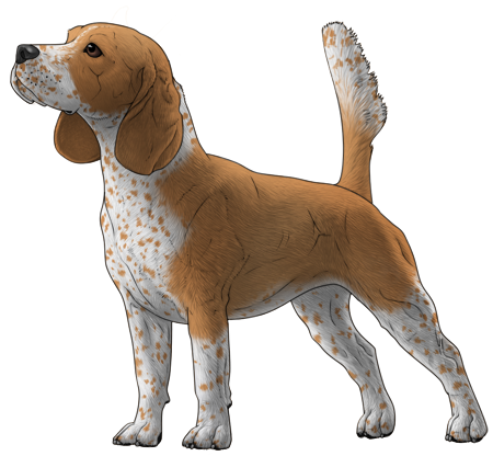Beagle