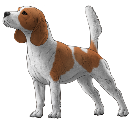 Beagle