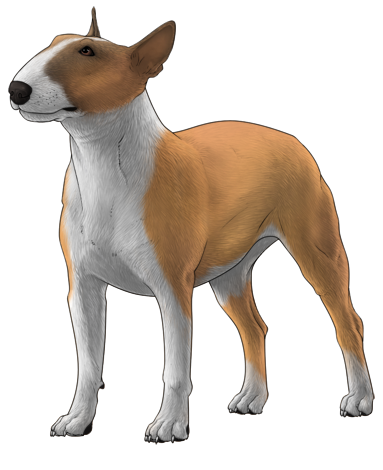 Bull Terrier