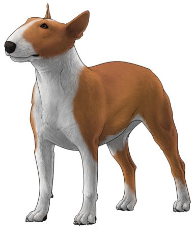 Bull Terrier