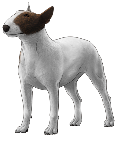 Bull Terrier