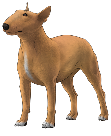 Bull Terrier