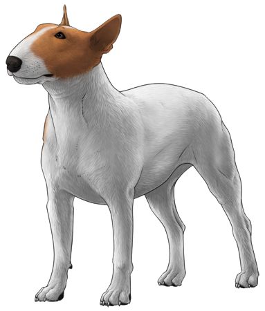 Bull Terrier