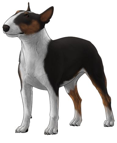 Bull Terrier