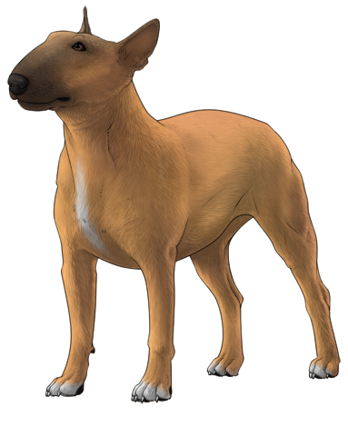 Bull Terrier