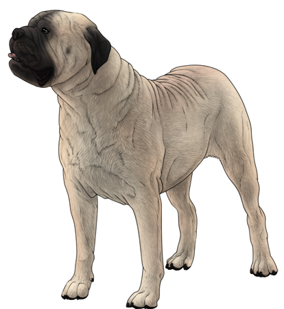 Bullmastiff