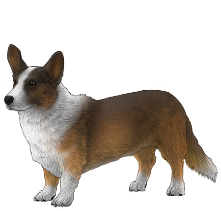 Cardigan Welsh Corgi