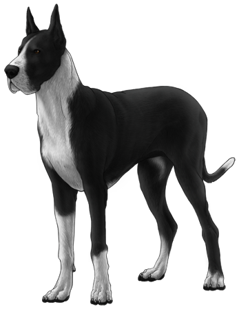 Great Dane