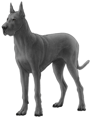 Great Dane