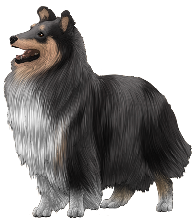 Shetland Sheepdog