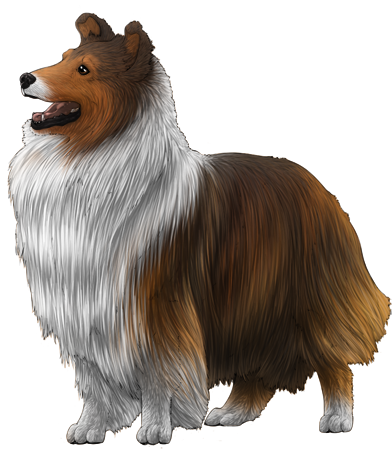 Shetland Sheepdog