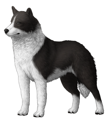 Siberian Husky