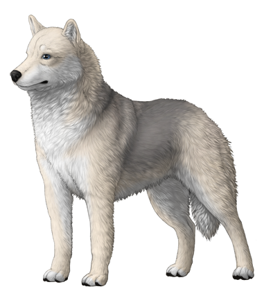 Siberian Husky