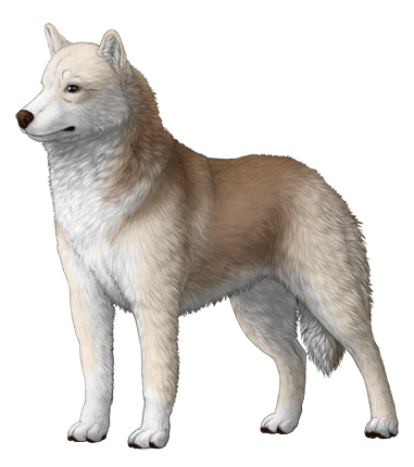 Siberian Husky