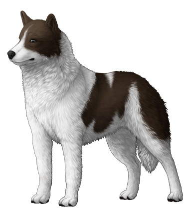 Siberian Husky