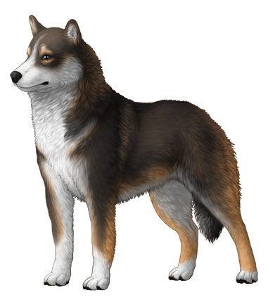 Siberian Husky