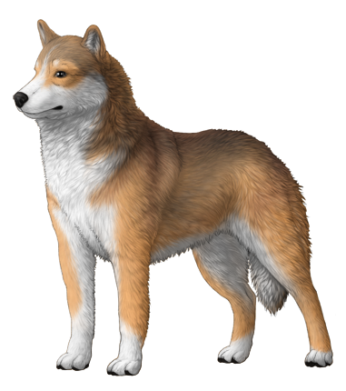 Siberian Husky