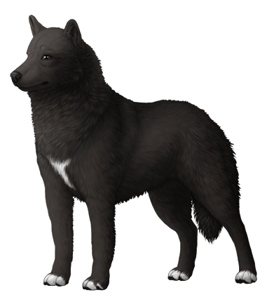 Siberian Husky