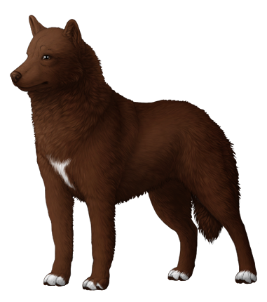 Siberian Husky