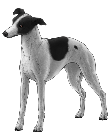 Whippet