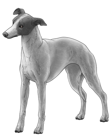 Whippet