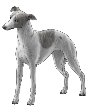Whippet
