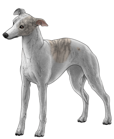 Whippet