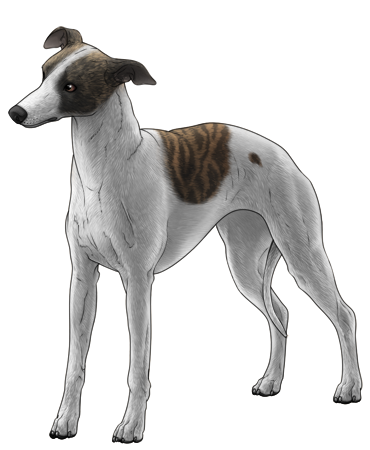 Whippet