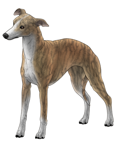 Whippet